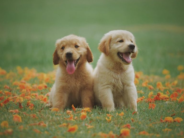 Beroemdheden Gelukkige hond met slappe oren, wiebelige staart en zachte blik - tekenen dat uw hond gelukkig is
